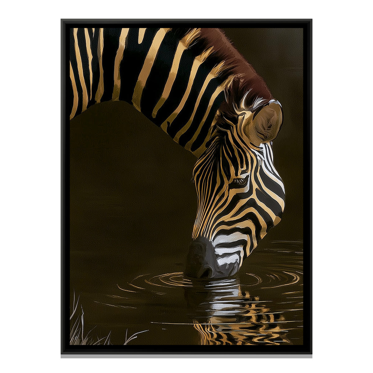 Zebra Drinking — framed canvas print, front view