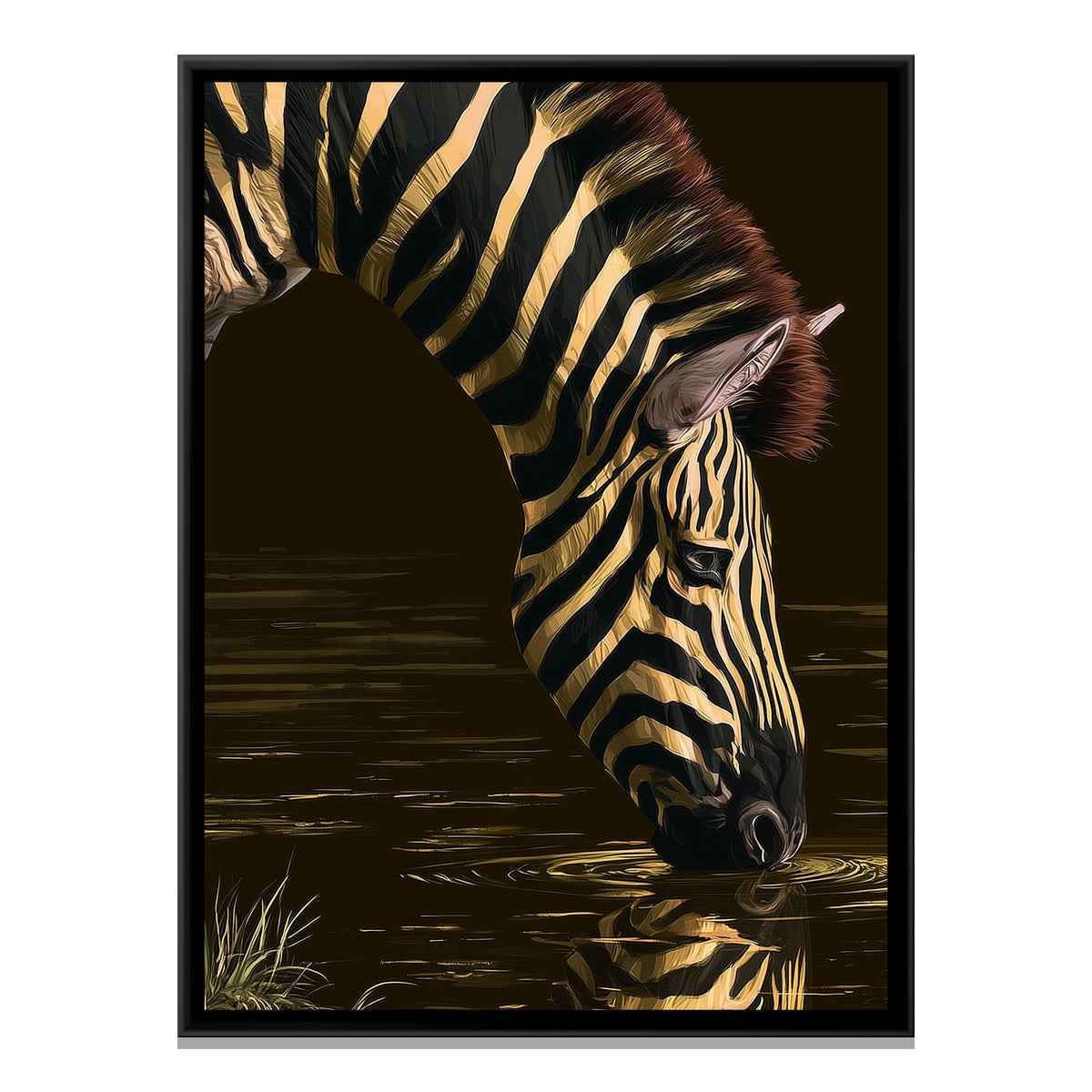 Zebra Drinking — framed canvas print, front view