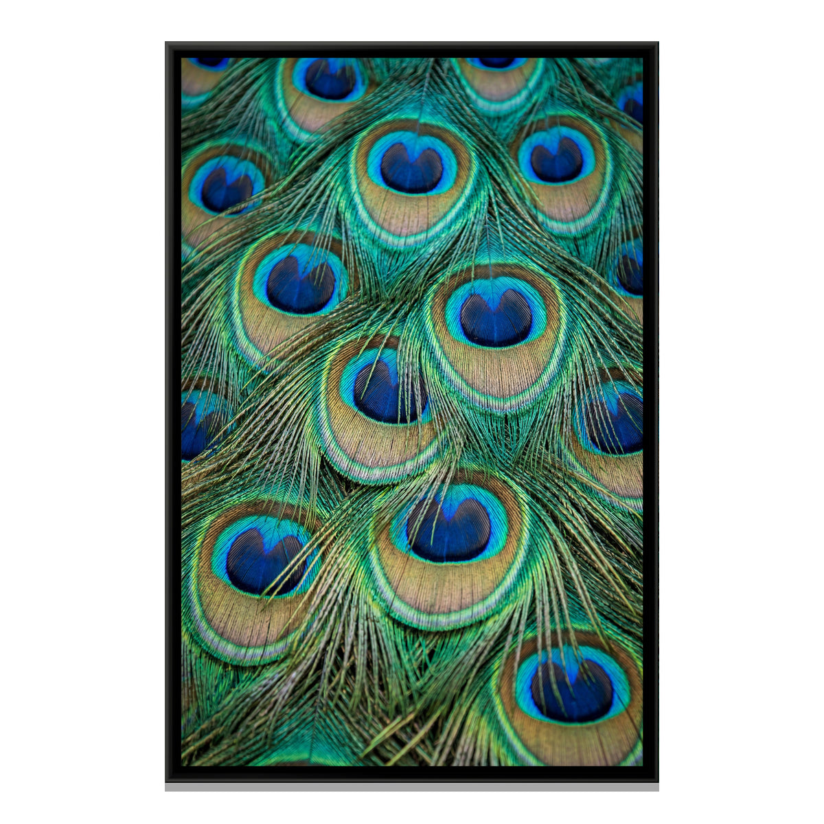 Peacock Feather Close-Up — framed canvas print, front view