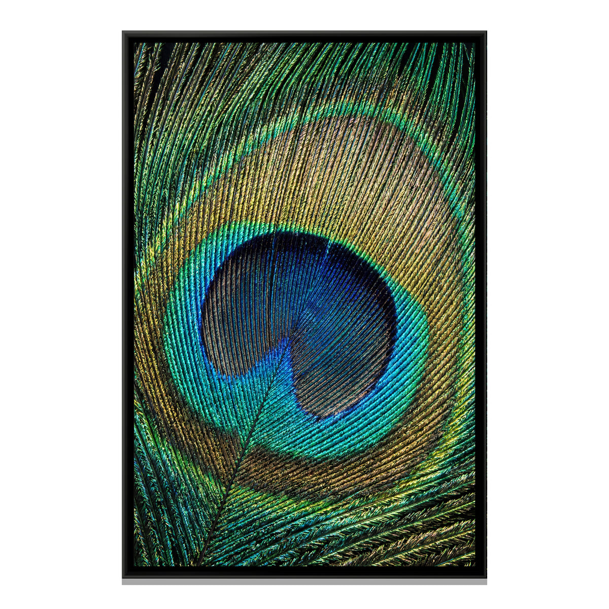 Peacock Feather Close-Up — framed canvas print, front view