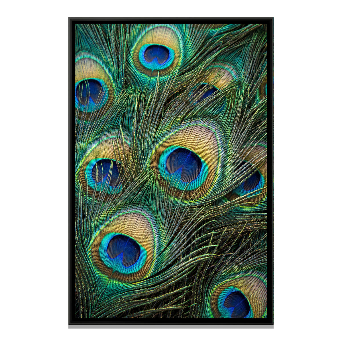 Peacock Feather Close-Up — framed canvas print, front view