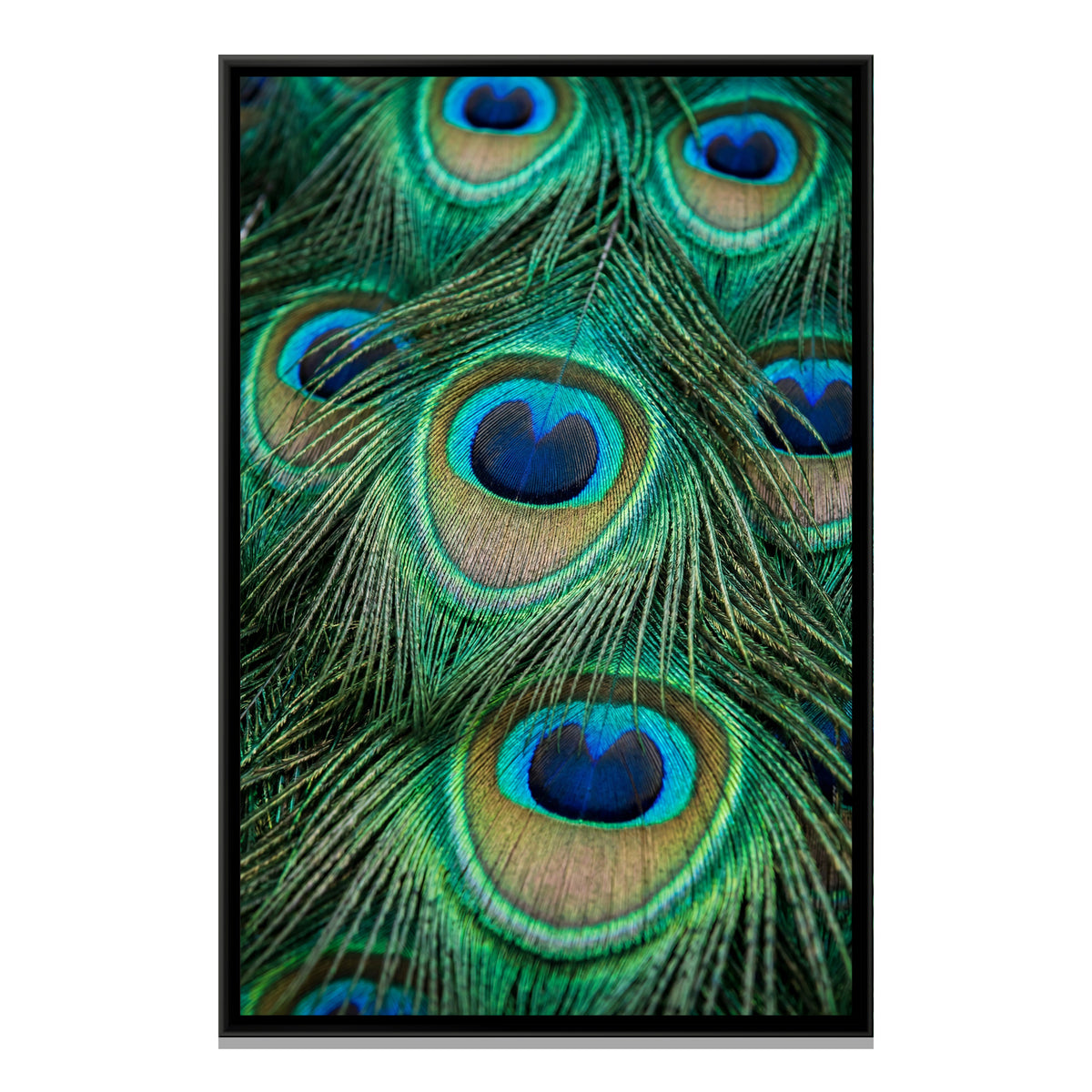 Peacock Feather Close-Up — framed canvas print, front view