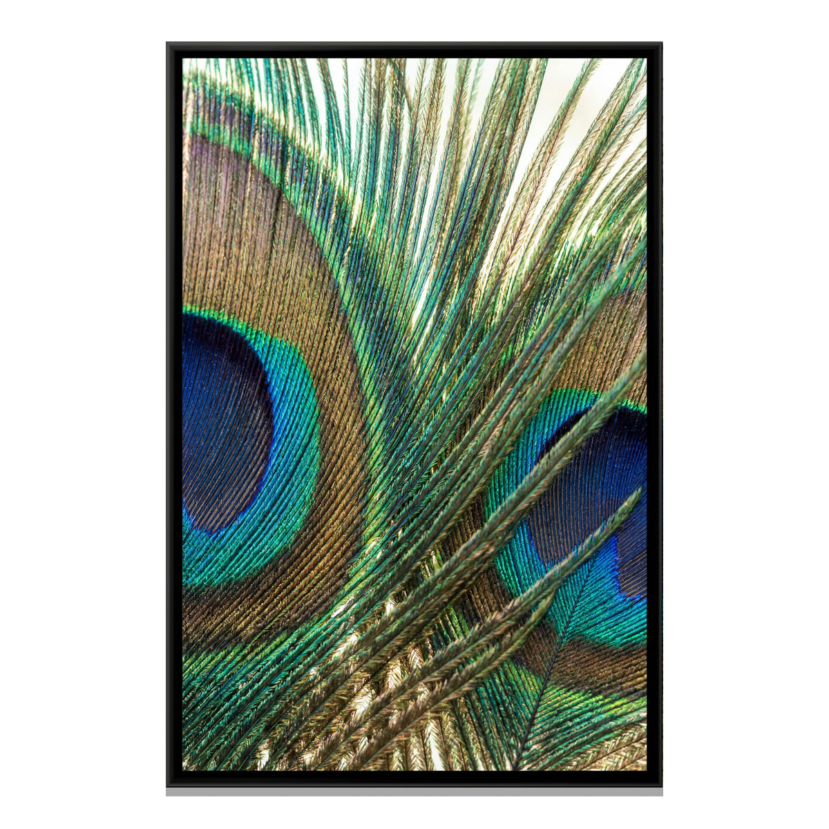 Peacock Feather Close-Up — framed canvas print, front view