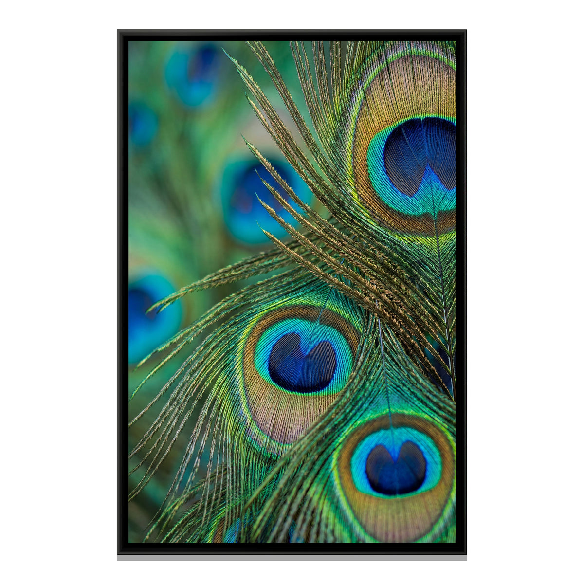 Peacock Feather Close-Up — framed canvas print, front view